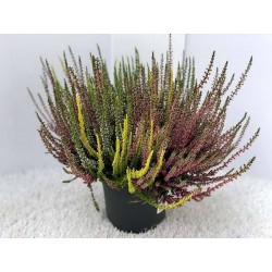 Calluna beauty ladies...