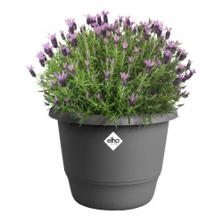Pot AMIGA polypropylène...
