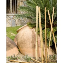Tuteur Décoratif BAMBOO...