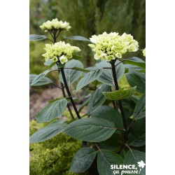 Hortensia Rendez-Vous Choco...