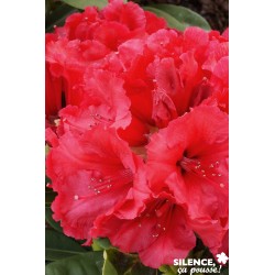 Rhododendron Red Jack...