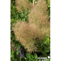 Cotinus Coggygria Young...