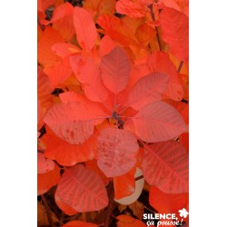 Cotinus Grace Tfe-C4.5L