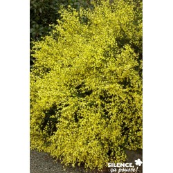 Cytisus Praecox Allgold...