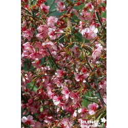 Prunus Okame Tfe-C4.5L