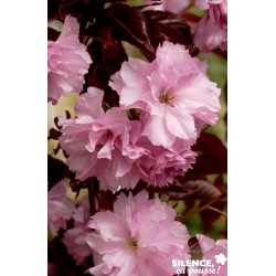Prunus Royal Burgundy Tfe-C10L