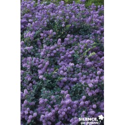 Ceanothus Prostratus C4.5L