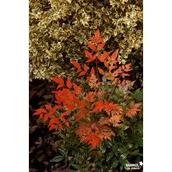 Nandina Domestica Gulf...