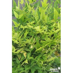 Nandina Domestica Magical®...