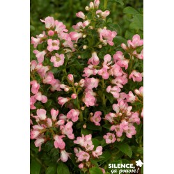 Escallonia Apple Blossom C10L
