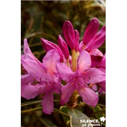 Rhododendron Ponticum...