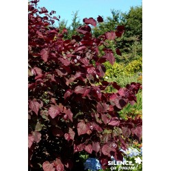 Cercis Canadensis Red...