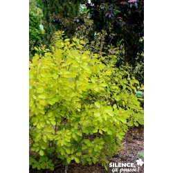 Cotinus Coggygria Golden...