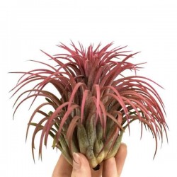 Tillandsia ionantha rge h10