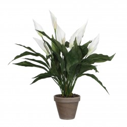 Spathiphyllum En Pot Stan...