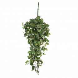 Chute De Scindapsus Vert En...