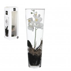 Phalaenopsis En Vase Blanc...