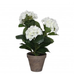 Hortensia En Pot Stan Gris...
