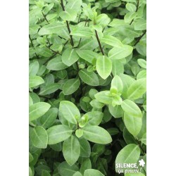 Pittosporum Tenuifolium...