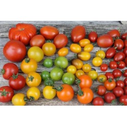 Tomate Potiron Ecarlate C0.5L