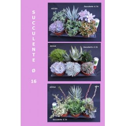 Succulentes p16