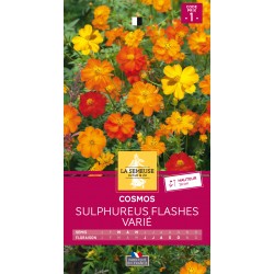 Graines Cosmos Sulphureus...