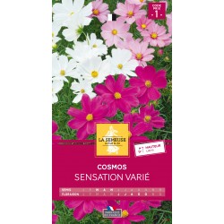 Graines Cosmos Sensation...