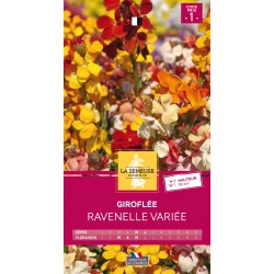Graines Giroflee Ravenelle...