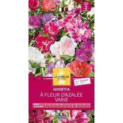 Graines Godetia À Fleur...