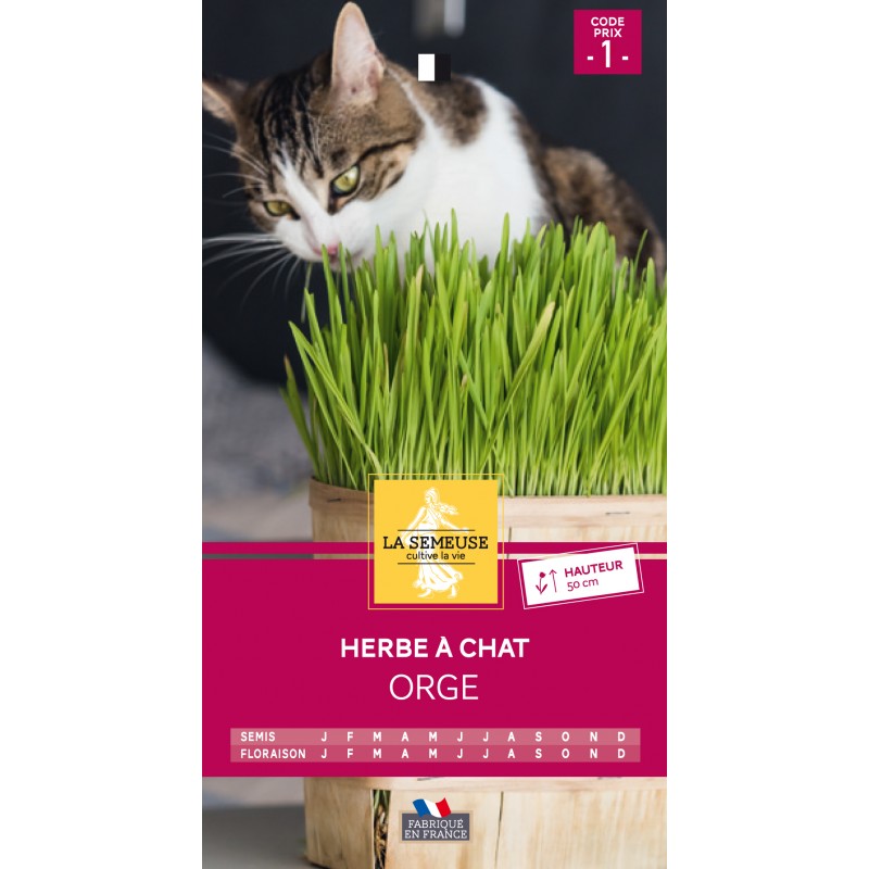 Semences pour herbe à chat