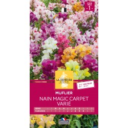 Graines Muflier Nain Magic...