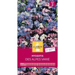 Graines Myosotis Des Alpes...
