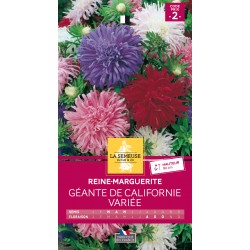 Graines Reine-Marguerite...