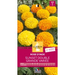 Graines Rose D'Inde Sunset...