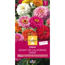 Graines Zinnia géant de...