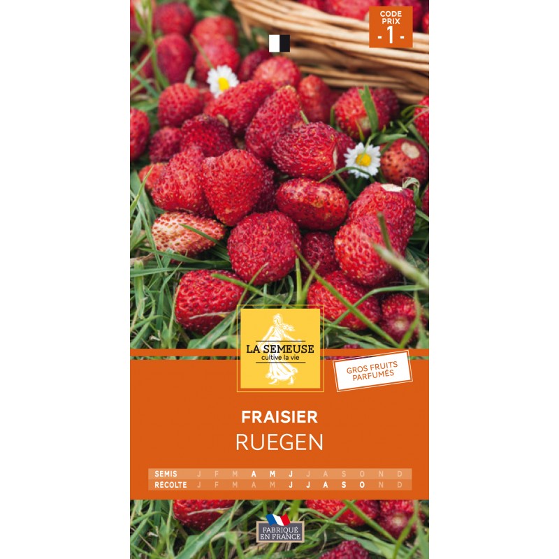 Graines De Fraisiers Sauvages 'Rügen' - Variété Remontante, Petits Fruits Rouges Allongés, Goût Intense, Sachet 0.3 G