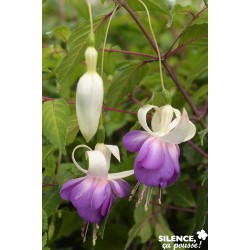 Fuchsia Blue Sarah Tfe-C4.5L