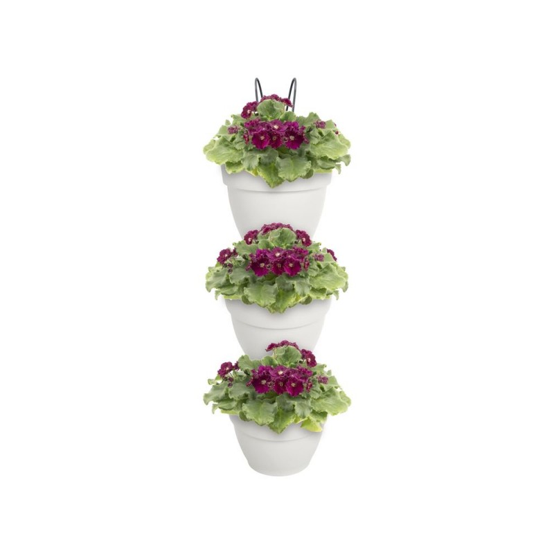 Fittonia - Ensemble De 3 Plantes D'intérieur En Pot | Forêt Miniature Décorative Pour Maison Et Bureau