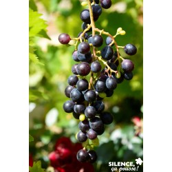 Vigne Muscat Bl Palis-C15L
