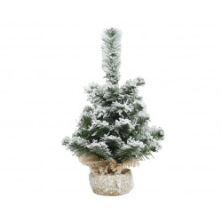 Sapin Imperial Vert/Blanc...